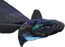 Flying Blue