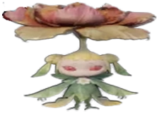 Paeonia Lactiflora